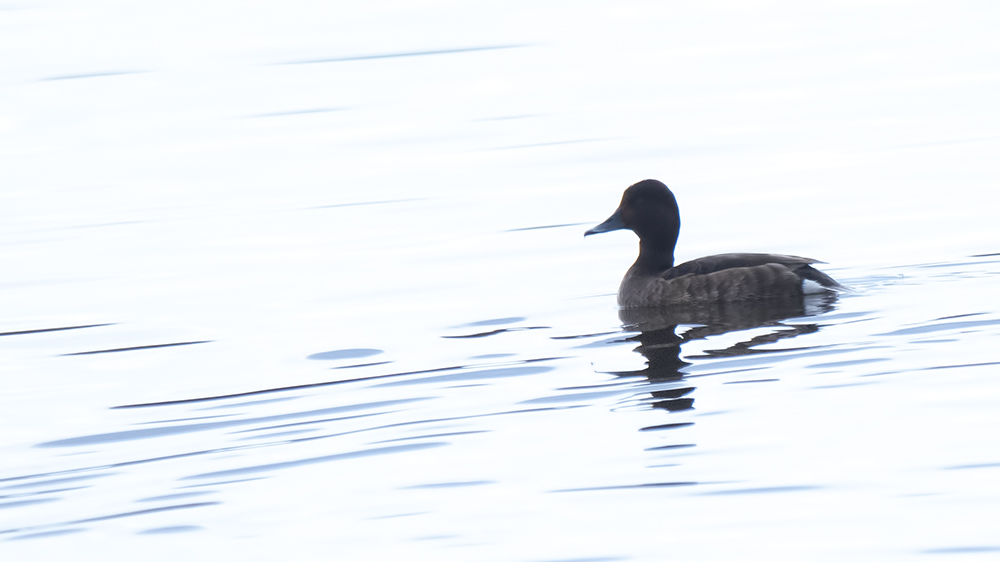 Ferruginous Duck